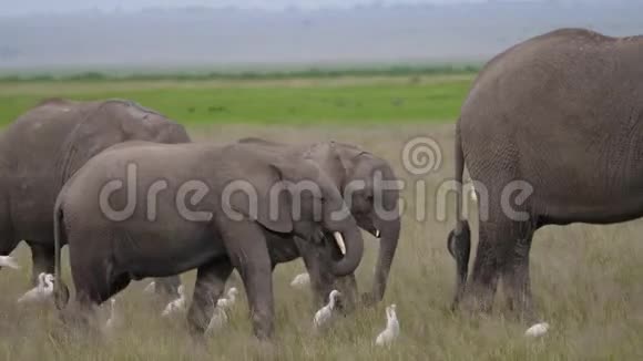 在非洲大草原的一个牧场上一群野象和一个婴儿被包围视频的预览图