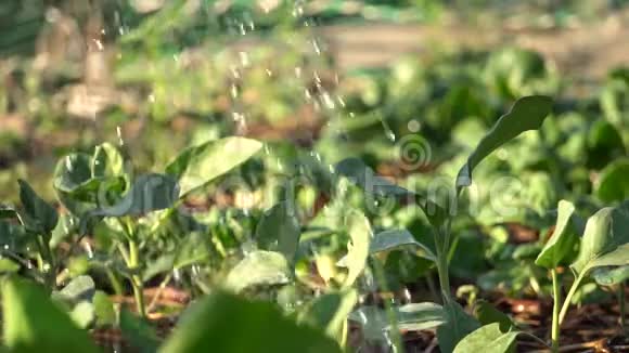 园丁在菜园里浇灌蔬菜动作缓慢生长植物的好天气温暖的眼神2视频的预览图