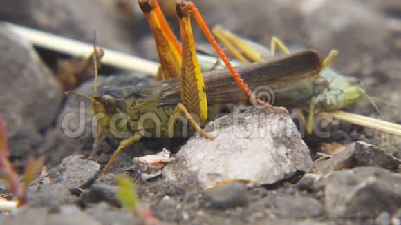 蝗虫在地上产卵宏观特写蝗虫入侵视频的预览图