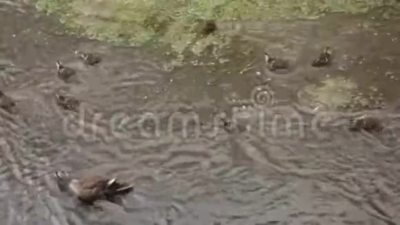 鸭子父母和孩子在河的浅水中玩耍视频的预览图