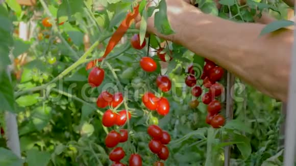 用剪刀剪下一束樱桃番茄的老年人园艺手视频的预览图