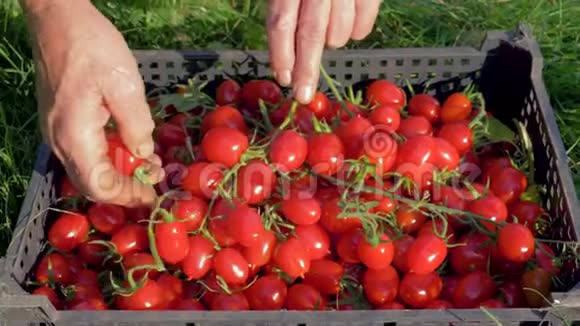 在草坪上的花园里女人们用手把樱桃番茄分类在一个盒子里视频的预览图