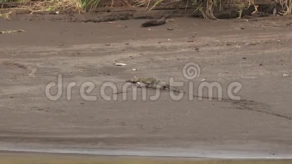 鬣蜥喂养河流平原哥伦比亚视频的预览图
