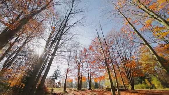 秋日的阳光透过黄色和红色的秋叶移动摄像头和底部的视线视频的预览图