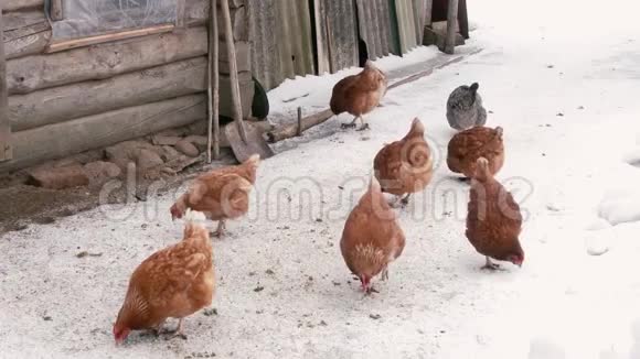 小鸡在雪地上行走视频的预览图