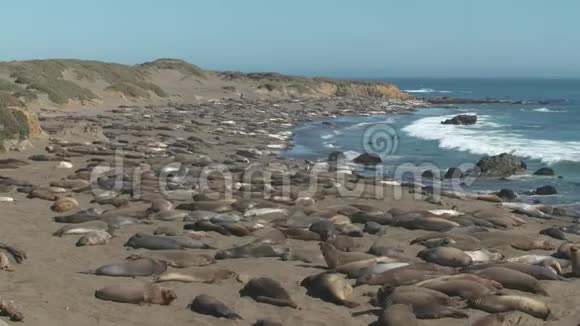 海岸线上的大海豹群视频的预览图