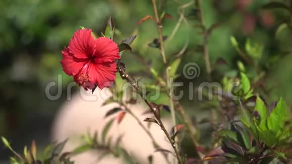 红芙蓉自然环境中视频的预览图