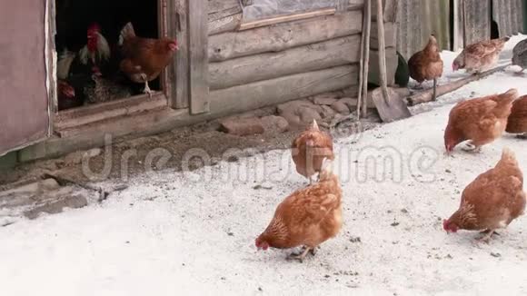 小鸡在雪地上行走视频的预览图