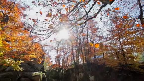 秋日的阳光透过黄色和红色的秋叶移动摄像头和底部的视线视频的预览图