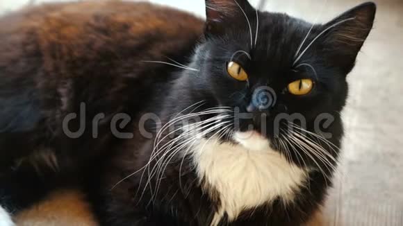 可爱的黑猫白色的脖子和橙色的眼睛躺在地板上慢镜头视频的预览图