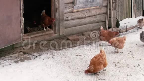 小鸡在雪地上行走视频的预览图