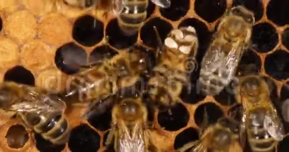 欧洲蜂蜜蜜蜂意大利蜜蜂分泌蜡和舔窗户的工人诺曼底蜂巢实时4K视频的预览图