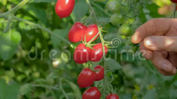 从灌木丛中收集的成熟女人的手在温室红樱桃番茄中视频的预览图