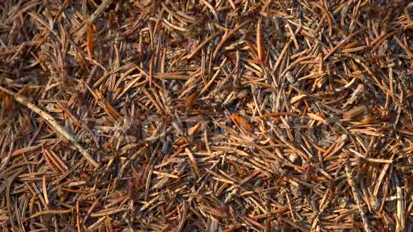 野生动物蚁群森林特写中的大无烟煤自然背景视频的预览图