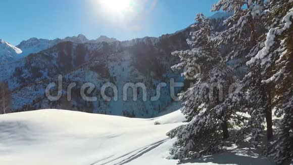 在阳光明媚的日子里冬天的山景雪杉树的垂直全景视频的预览图