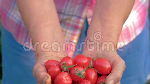 一位手持成熟红樱桃番茄的老妇人的手视频的预览图