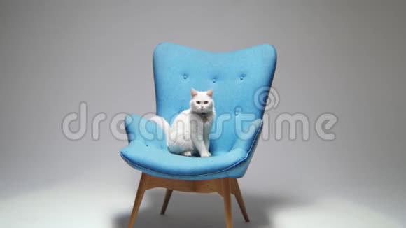 在轻型客房内与坐着的毛茸茸的猫做扶手椅的动作视频的预览图