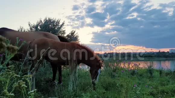 好奇的小白羊和妈妈母马一起在草地上吃草时在太阳下山的背景下转向照相机视频的预览图
