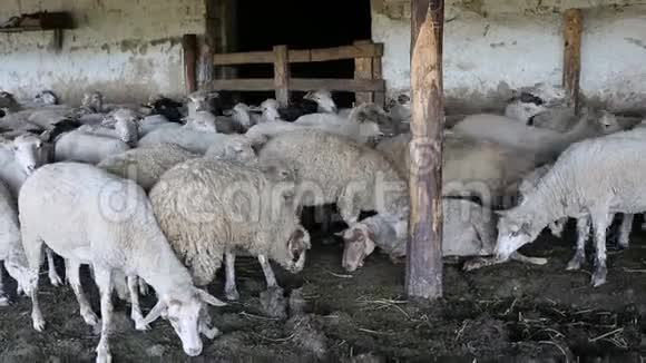一群绵羊在围场活动畜牧场羊群视频的预览图