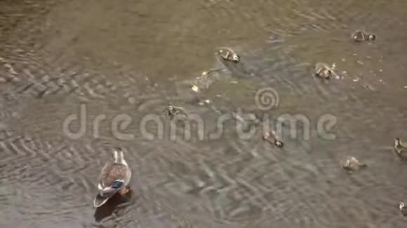 鸭子父母和孩子在河的浅水中玩耍视频的预览图
