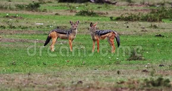 黑背豺狼金丝雀成人站在小径上肯尼亚马赛马拉公园实时4K视频的预览图
