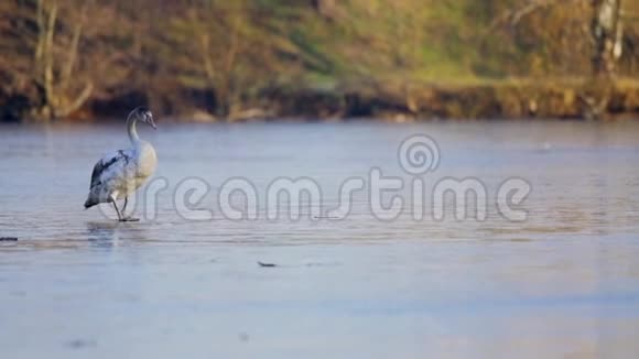 小天鹅在池塘结冰的水面上行走视频的预览图