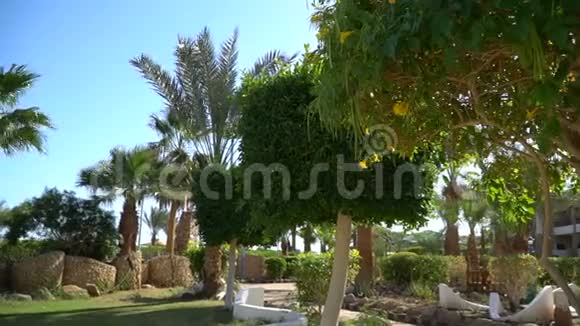 埃及鲜花盛开的景观园艺卢克索热带植物和树木的美丽花园视频的预览图