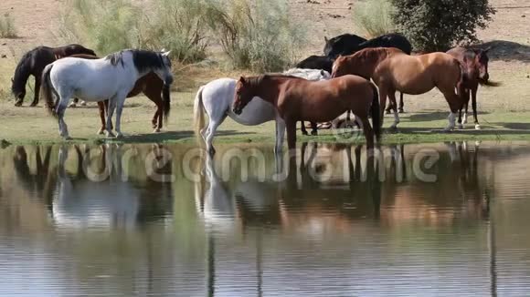 西班牙埃斯特雷马杜拉LosBarruecos的马群视频的预览图