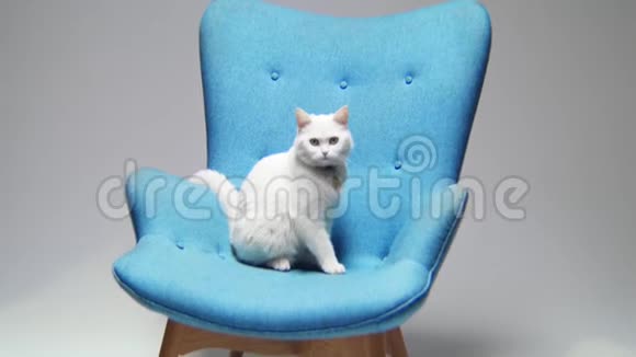 猫跳上时髦的扶手椅靠在灰色的墙上视频的预览图