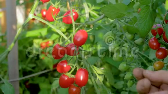 从灌木丛中收集的老年妇女的手在温室红樱桃番茄中视频的预览图