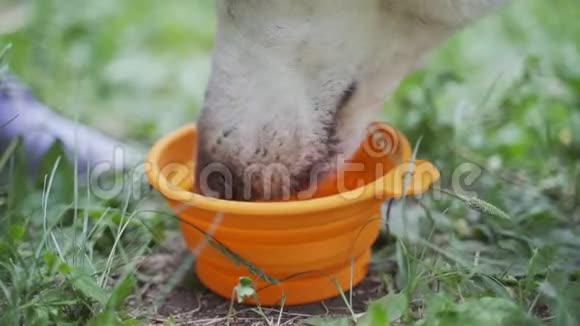 拉布拉多犬从玻璃碗里喝水视频的预览图