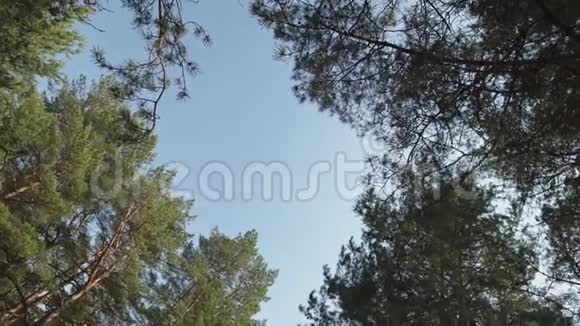 蓝天透过高高的树木可以看到拉脱维亚的松树视频的预览图