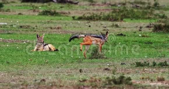 黑背豺狼金丝雀成人站在小径上肯尼亚马赛马拉公园实时4K视频的预览图