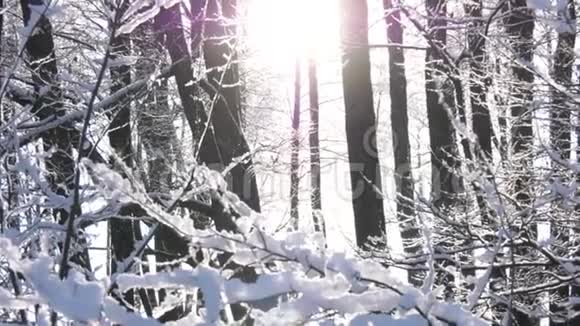 冬天森林里的阳光透过树木视频的预览图