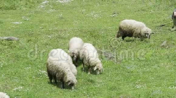 在农场吃草的羊视频的预览图