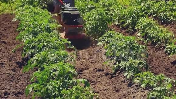 在农场里用机械耕者耕土豆视频的预览图