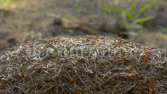 野生动物蚁群森林特写中的大无烟煤自然背景视频的预览图