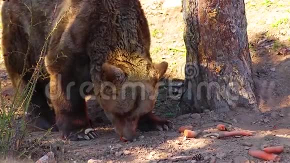 高清关闭布朗熊的视频他吃胡萝卜他在树林里视频的预览图