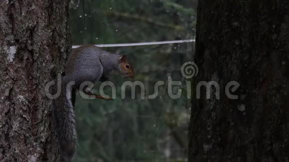 把松鼠藏在树干上躲避雨水视频的预览图