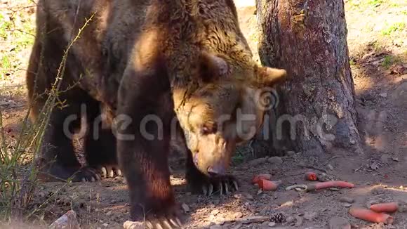 高清关闭布朗熊的视频他吃胡萝卜和咆哮他在树林里视频的预览图