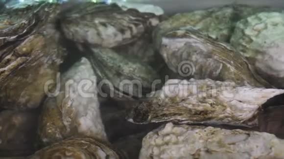 水里的牡蛎清水中的几组新鲜牡蛎视频的预览图