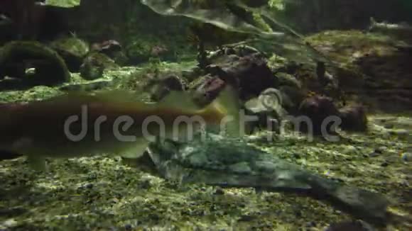 水族馆里的热带黄貂鱼视频的预览图