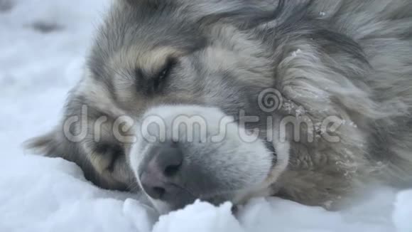 狗躺在雪地特写上视频的预览图