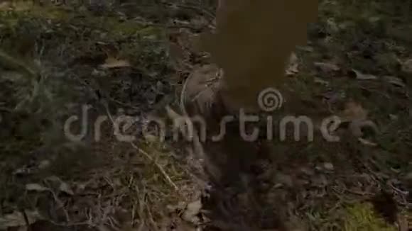 徒步靴特写一个人走过松林摄像机从后面拍摄一位游客涉水而过视频的预览图