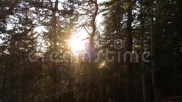 树木之间的光视频的预览图