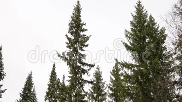 冬季阴天冷杉树顶视频的预览图