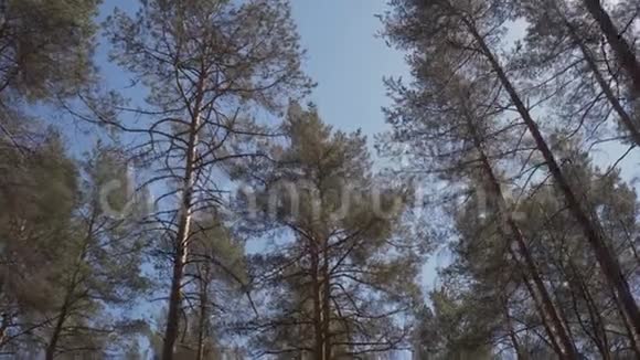 在树顶的森林中漫步的景色穿过森林仰望树木摄像机拍摄视频的预览图
