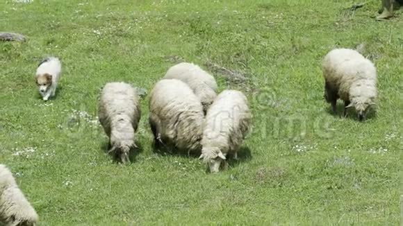 在农场吃草的羊视频的预览图