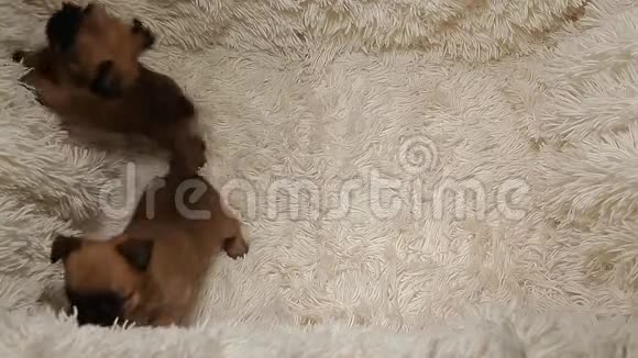 小狗肖像羊毛格子背景高清镜头视频的预览图