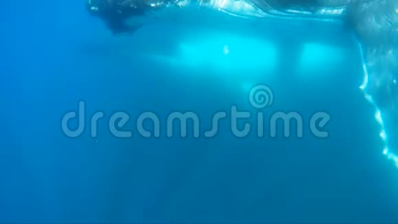 鲸在水下视频的预览图